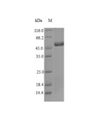 Insect Tropomyosin protein