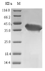Bacterial pyrE protein