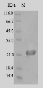 Bacterial zapA protein