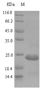 E. coli csrA protein