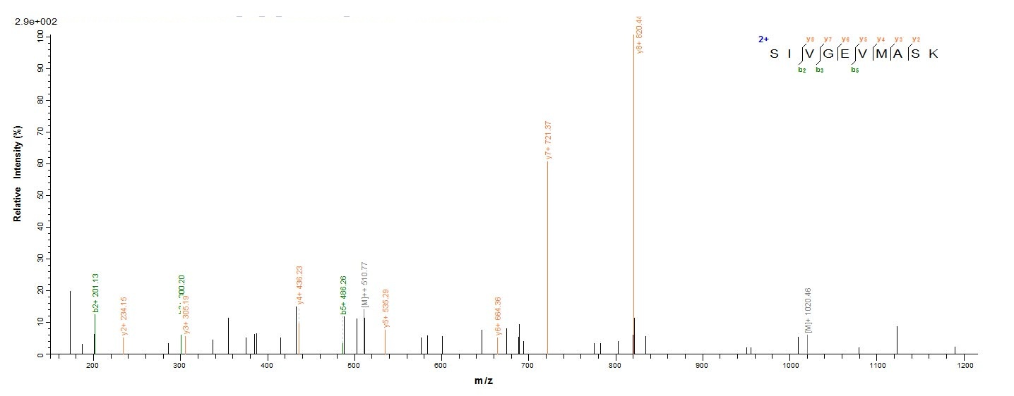 Bacterial ldhA protein