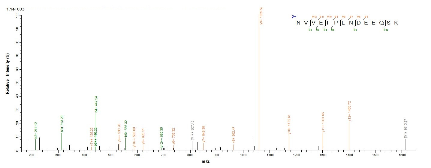 Bacterial ldhA protein