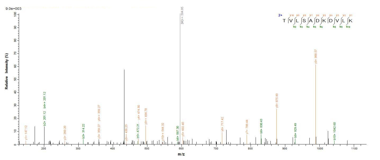 Bacterial uvsY protein