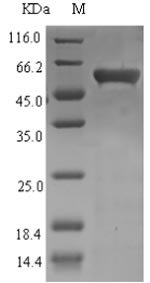 Bacterial UVSX protein