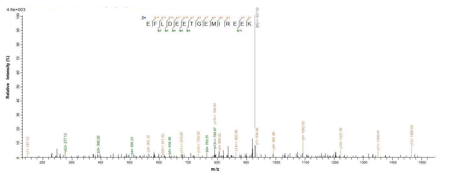 Bacterial UVSX protein