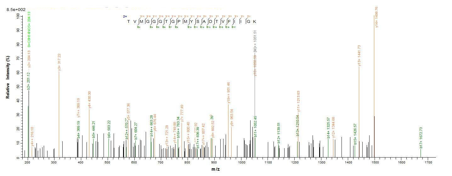 Bacterial UVSX protein