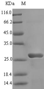 Bacterial albA protein