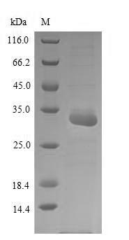 Plant Cor a 1 protein