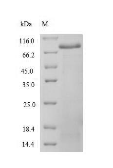 Human SPTAN1 protein