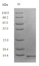 Human SLURP1 protein