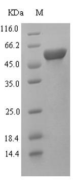 Rat Kmo protein