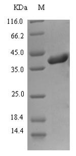 Human gH protein