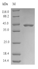 Human PLD6 protein