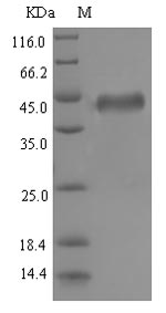 Human gB protein
