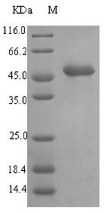 Bacterial lasB protein