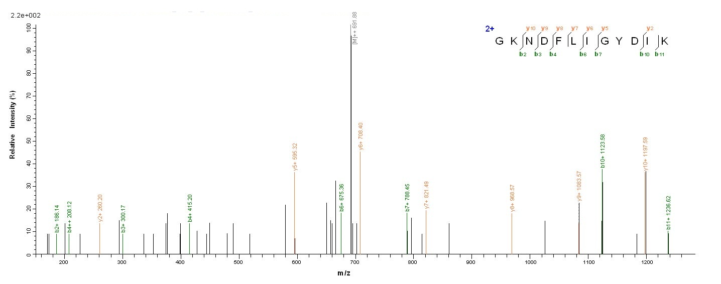 Bacterial lasB protein