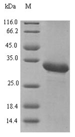 Plant BETVII protein