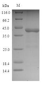 Rat PHLPI protein