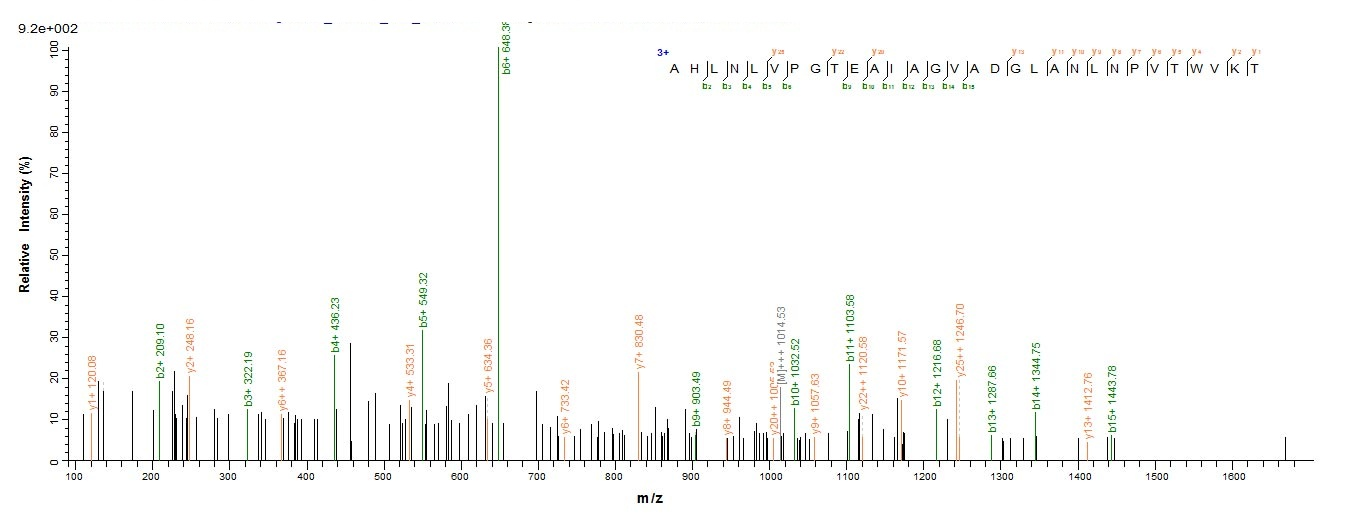 Human ERVK-6 protein