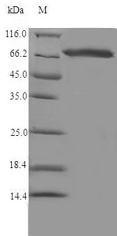 Rat Cyp17a1 protein