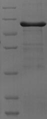 Mouse Adh7 protein
