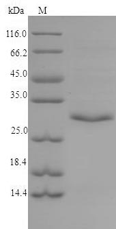 Human TPSB2 protein