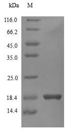 Human IFN gamma protein
