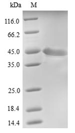 Human FAM46C protein