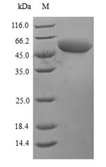 Human PRF1 protein