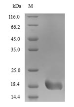 Fungi HSP70 protein