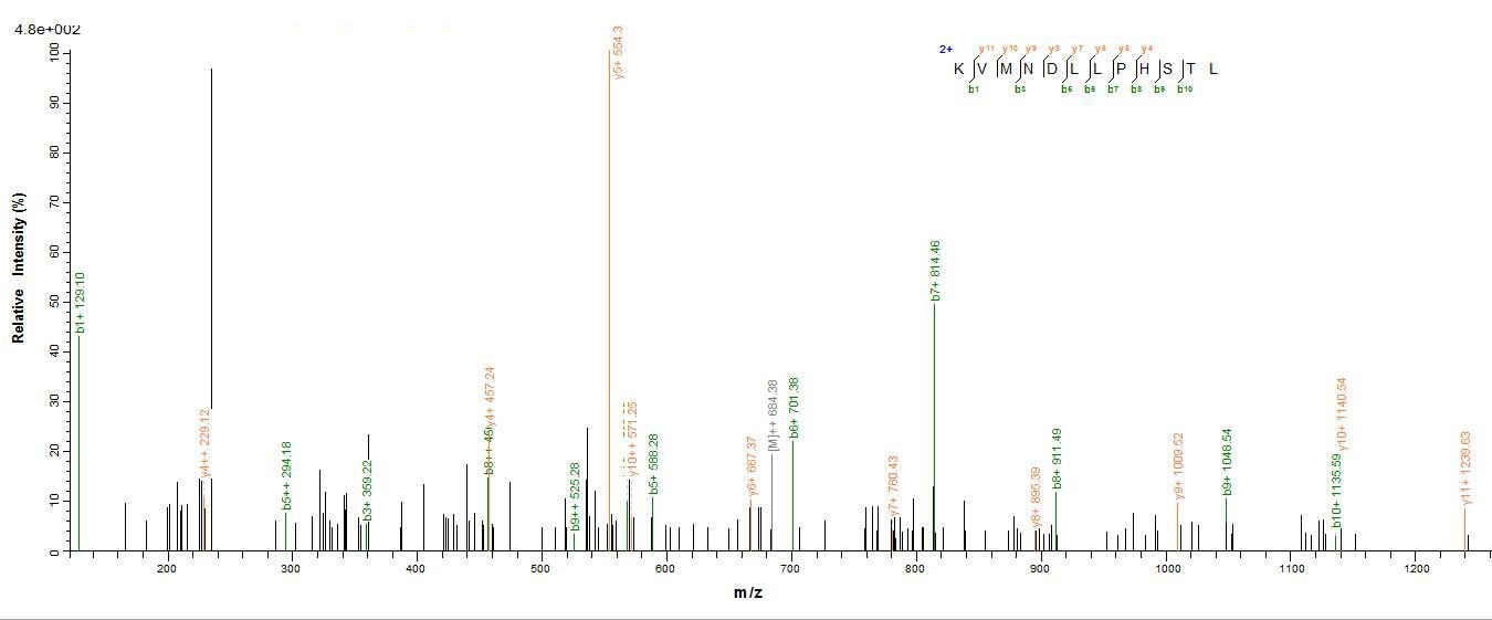 Animal IFN gamma protein