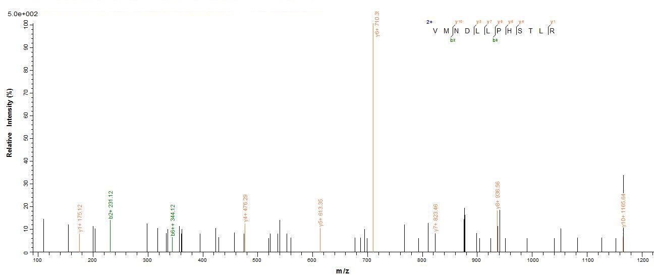 Animal IFN gamma protein