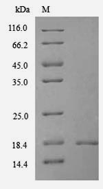 Mouse Txndc12 protein