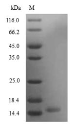 Mouse Scgb3a2 protein