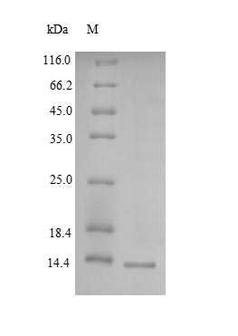Human LY6H protein