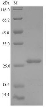 Human RPLP1 protein