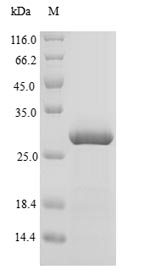 Cow ASIP protein
