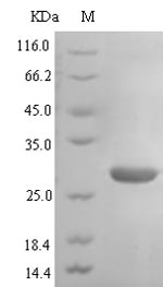 Human ACKR3 protein