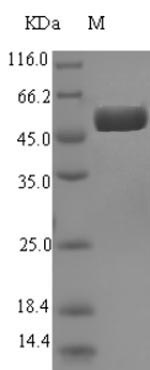 E. coli speB protein