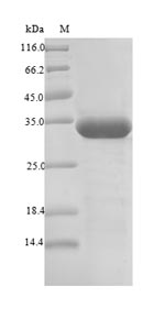 Bacterial PF0142 protein
