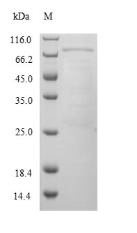 Mouse Cyp3a13 protein