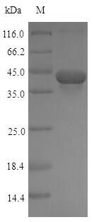 Rat Tgfb1 protein