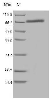 Rat Cyp1b1 protein