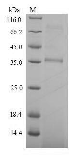 Bacterial pat protein