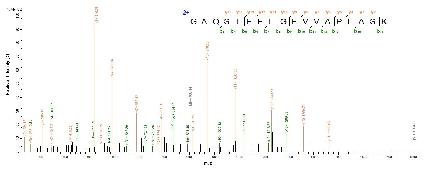 Fungi CDH-1 protein