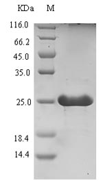 Bacterial Rubredoxin protein