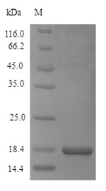 Fungi STE13 protein