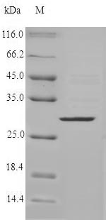 Human Mast Cell Chymase protein