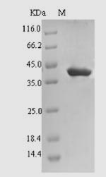 Plant Sporamin A protein