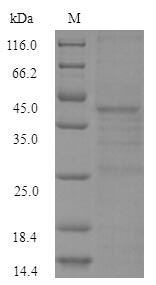 E. coli lexA protein